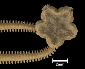 Media type: image;   Invertebrate Zoology OPH-4993 Aspect: dorsal